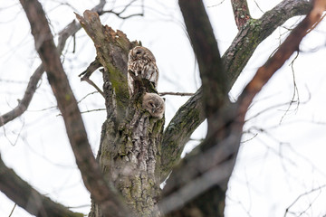Tawny Owl (Strix aluco)