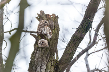Tawny Owl (Strix aluco)