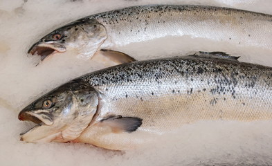 Fresh fish is a trout on ice