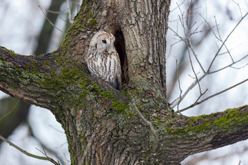 Tawny Owl (Strix aluco)