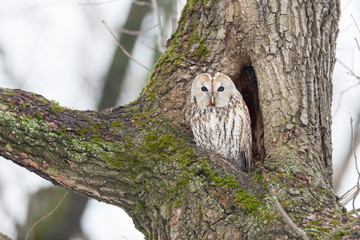 Tawny Owl (Strix aluco)