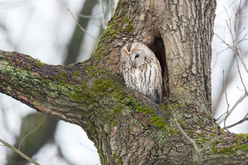 Tawny Owl (Strix aluco)