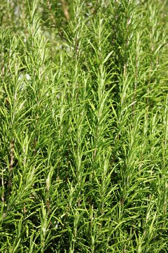 Rosemary herb in vegetable garden