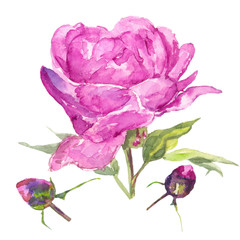pink peony / Watercolor painting. Can be used for postcards, prints, paper wrapping and design
