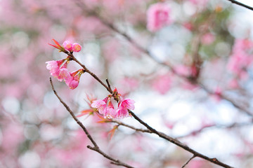 Cherry blossoms,Thailand sakura in ChiangMai, Thailand