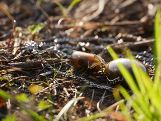 Tiger eye crystal on the forest floor.