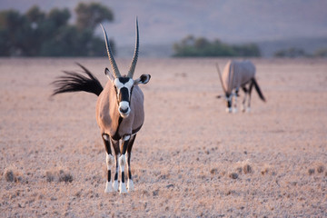 Oryx