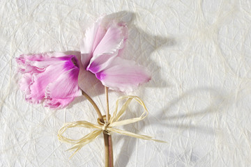 Bouquet of pink cyclamen on a white paper background. Card with flowers for birthday, anniversary, wedding or celebration