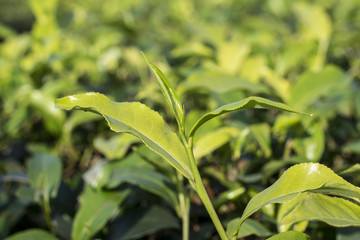 Tea Leaf