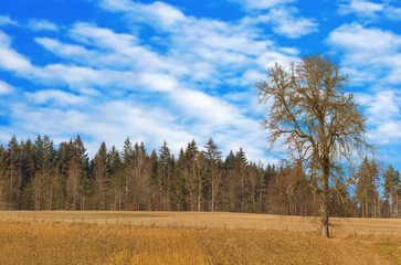 Alter Baum am Waldrand