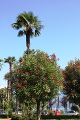 Oleander trees blooming red in Stresa on Lake Maggiore, Italy