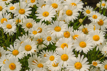 Daisy flower background.