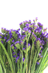 Obraz premium Purple flowers