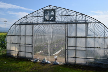 Fototapeta premium 農業用ビニールハウス／山形県庄内地方の農村で、農業用ビニールハウスを撮影した写真です。