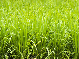 Fresh green rice field.