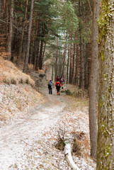 Obraz premium winter time in a park on a frosty day