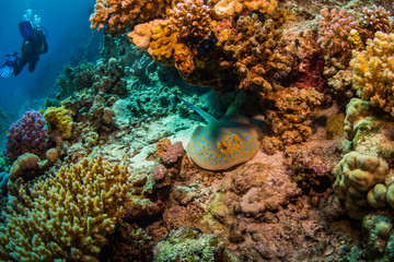 Stingray on coral reaf of Sharm El Sheih