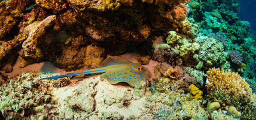 Stingray on coral reaf of Sharm El Sheih