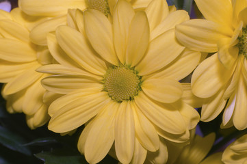 Bright Yellow Flower