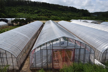 農業用ビニールハウス／山形県庄内地方の農村で、農業用ビニールハウスを撮影した写真です。