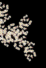 Flowering branch apricots