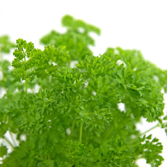 Petersilie - Petroselinum crispum