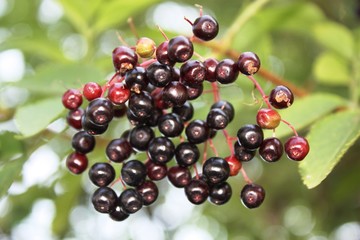 Black berries elderberry 