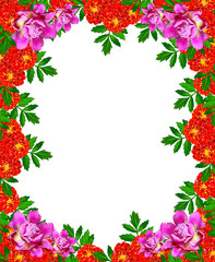 Marigold flowers isolated on white background