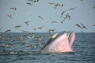 Fototapeta premium Whale mother and son are hunting anchovy in Bangtaboon bay, Thailand. While seagulls flying around for robbing them to eat fish Kratak. Tourists come to enjoy for watching whales