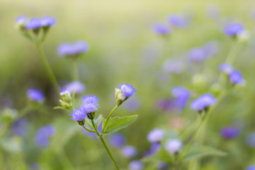 Wild flowers