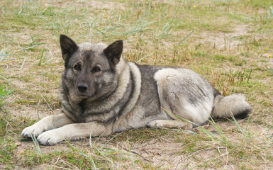 Norwegian Elkhoud Gray lying on the grass