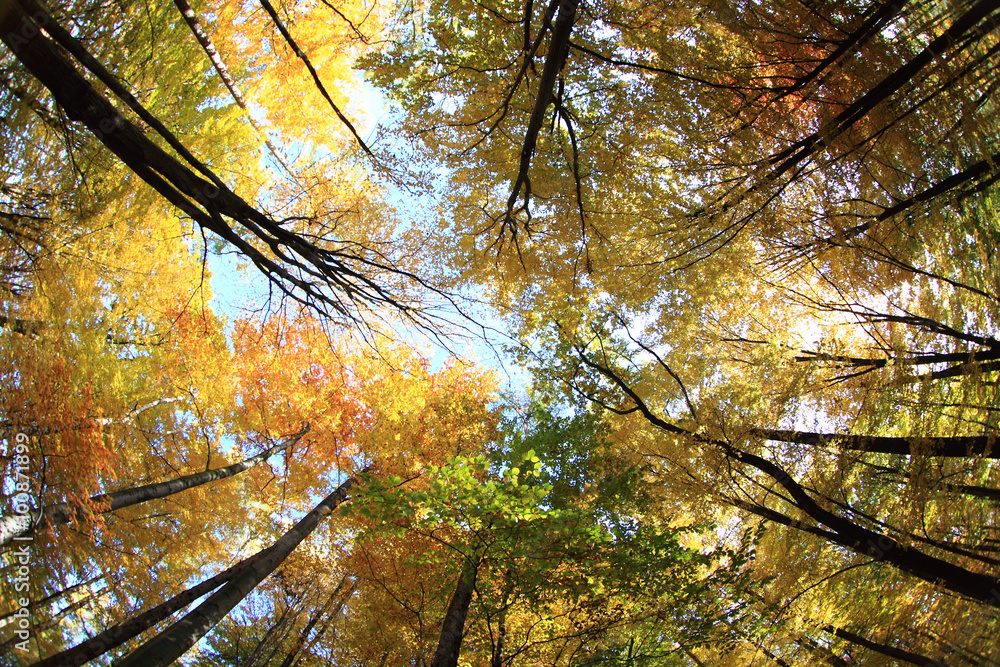 Canvas Prints color autumn forest