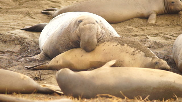 Elephant Seal Pacific Ocean Wild Animal 