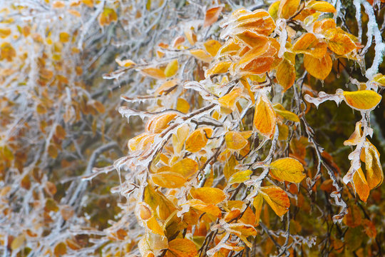 Beech branches covered with ice after snow storms in the Carpathians.