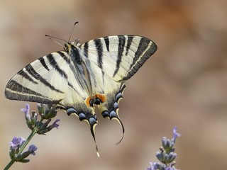Segelfalter auf Lavendel