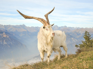 Obraz premium Animali selvaggi al pascolo in montagna