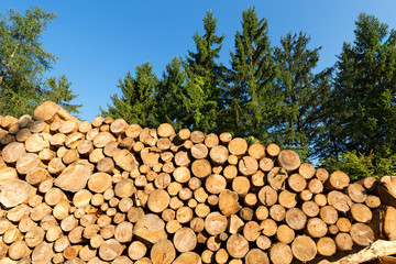 Wooden Logs with Forest on Background / Trunks of trees cut and stacked in the foreground, green pine in the background with blue sky - Powered by Adobe