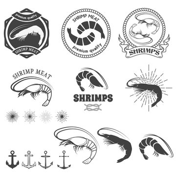 shrimps meat. Shrimps in vector.