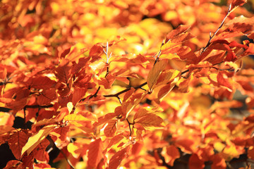 autumn leaves background