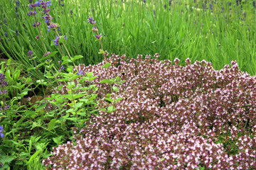 Sage, lavender and wild thyme in eco -friendly backyard formal garden, vegetable garden. Herbarium. 