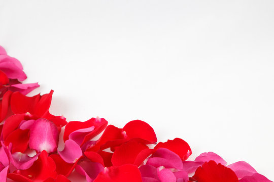 Petals of red and pink roses on white background