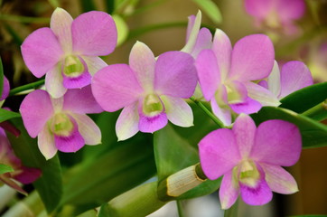 Orchids
