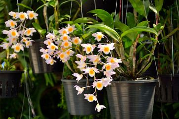Orchids