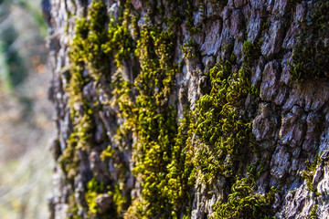 Tree trunk detail