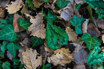 Leaf carpet background