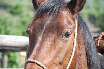 Cavallo nel ranch, close-up