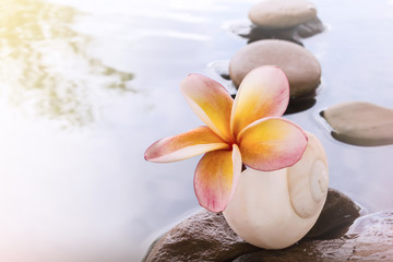 Fototapeta na wymiar Beautiful flower plumeria or frangipani on water and pebble rock