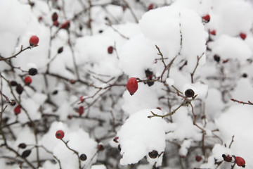 rosehips snow