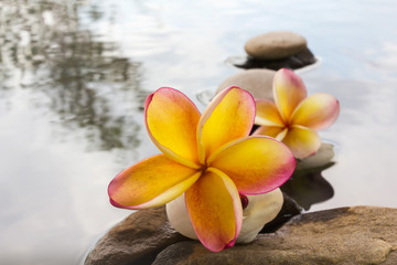 Beautiful flower plumeria or frangipani on water and pebble rock