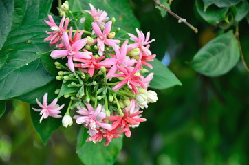 Bouquet of Pink and White Rangoon Creeper Flower